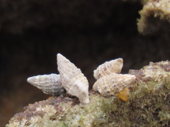 Cerithium