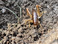 Ceuthophilus hesperus