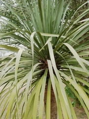 Dracaena draco