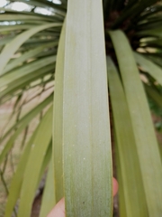 Dracaena draco