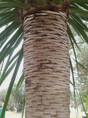 Dracaena draco