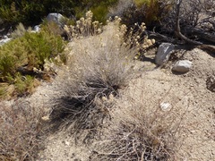 Chrysothamnus viscidiflorus puberulus