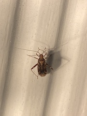 Phytocoris breviusculus