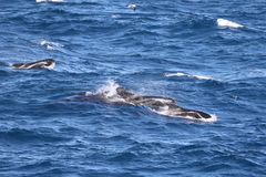 Globicephala melas
