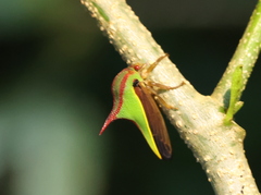 Umbonia