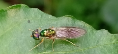 Sarginae
