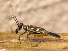 Phylloscyrtus amoenus