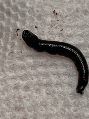 Callopistria floridensis