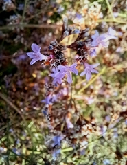 Limonium sinuatum