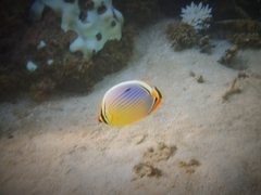 Chaetodon trifasciatus