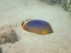 Chaetodon trifasciatus