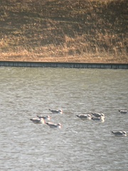 Larus delawarensis