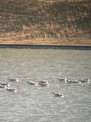 Larus delawarensis