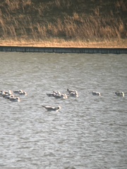 Larus delawarensis