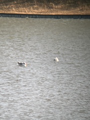 Larus delawarensis