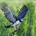 Águila Arpía - Photo (c) 
Jiang Chunsheng, algunos derechos reservados (CC BY)