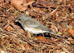 Junco hyemalis