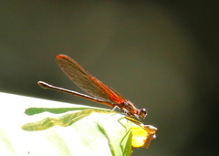 Hetaerina cruentata
