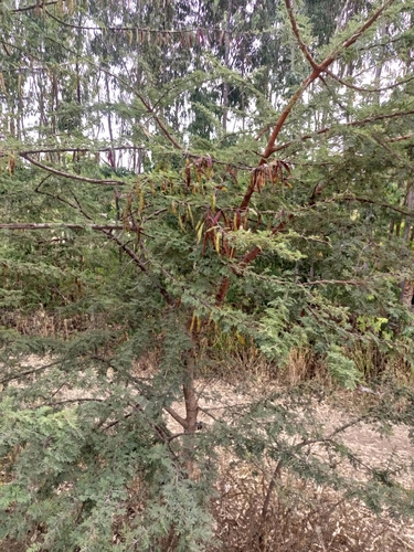 Egyptian acacia