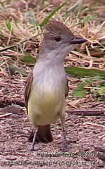 Myiarchus tyrannulus