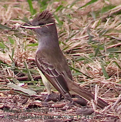 Myiarchus tyrannulus