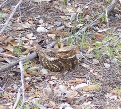 Antrostomus carolinensis