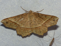 Euchlaena tigrinaria