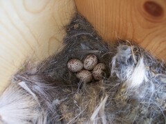 Myiarchus cinerascens