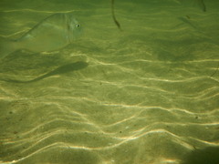 Sparus auratus