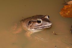 Limnonectes blythii
