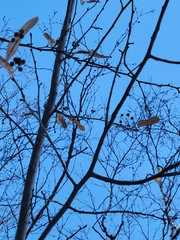 Tilia americana