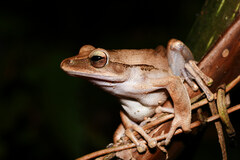 Polypedates leucomystax