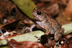 Ingerophrynus parvus