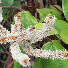 Miconia corallina