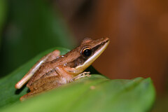 Indosylvirana nicobariensis