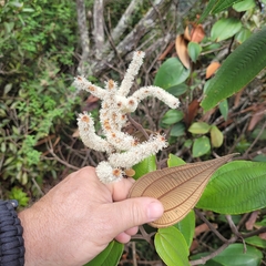 Miconia corallina