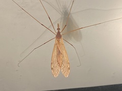 Tipula ultima