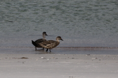 Lophonetta specularioides