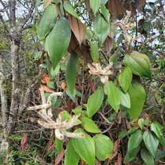 Miconia corallina