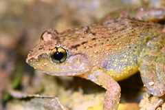 Limnonectes plicatellus