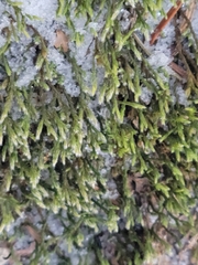 Hedwigia ciliata