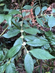 Lasianthus curtisii
