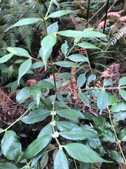 Lasianthus curtisii