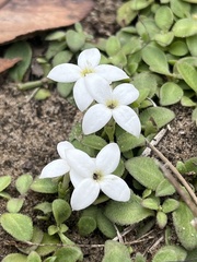 Houstonia procumbens