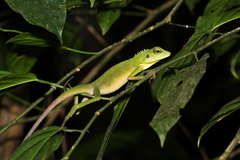 Bronchocela cristatella