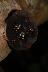 Eumorphus marginatus