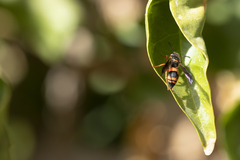 Ancistrocerus kerneri