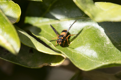 Ancistrocerus kerneri