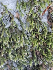 Hedwigia ciliata