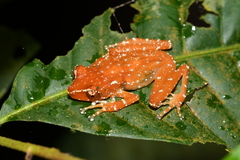 Nyctixalus pictus